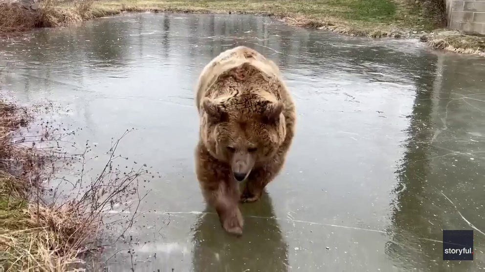 Recently shared footage shows two Syrian brown bears in an animal sanctuary ambling and enjoying themselves on a pond that had frozen over.