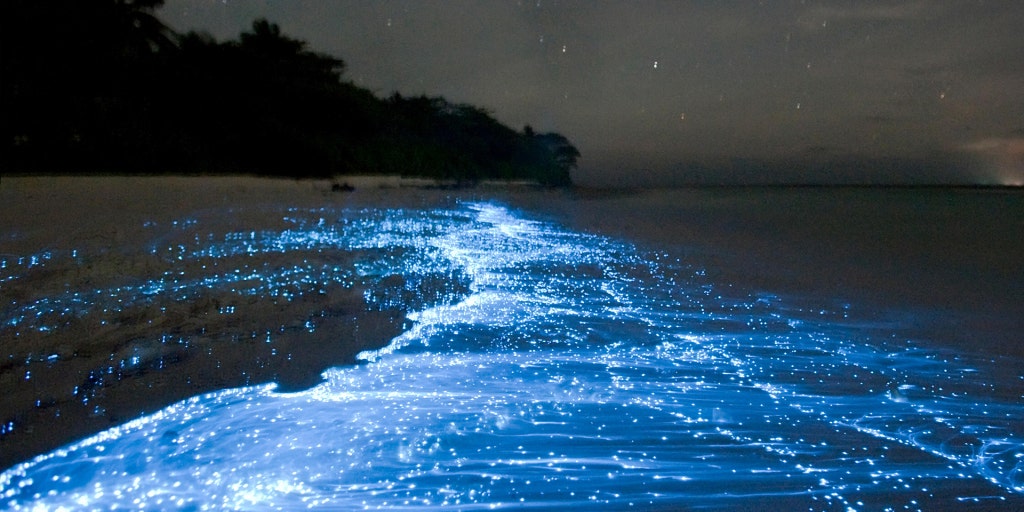 Glowing review: Exploring the beauty of bioluminescence