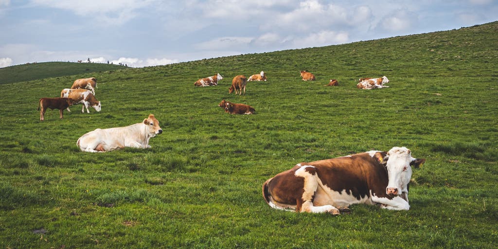 Bovine barometers Can cows sense when the storms are coming? Fox Weather