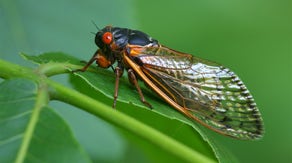 Which cicadas are invading the US this summer, annual or periodical, and what's the difference?