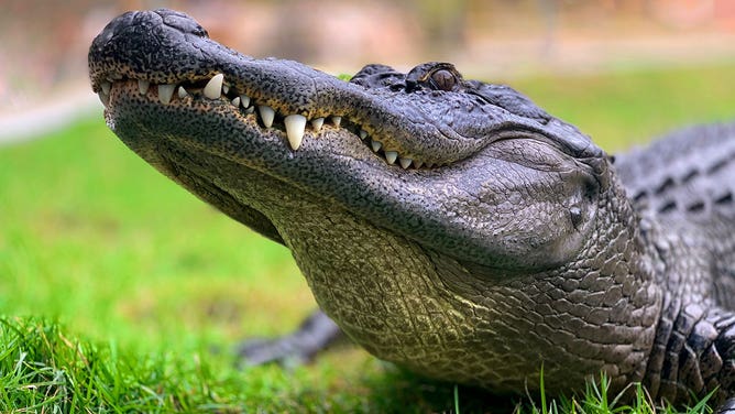 Generic photo of an alligator