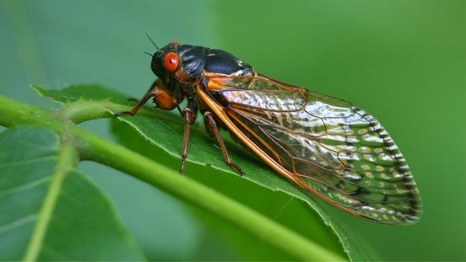 Close-up of a red-eyed Cicada resting on a green leaf