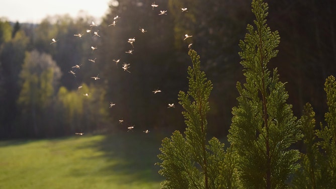 Mosquitos flying in sunset light.