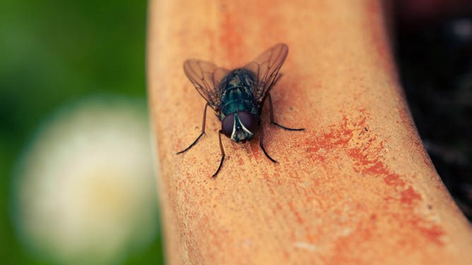 Close-up of a fly