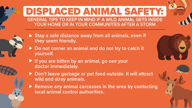 Encountering Wildlife: Six Safety Tips