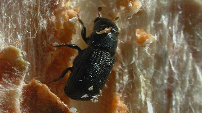 Mountain pine bark beetle generic image
