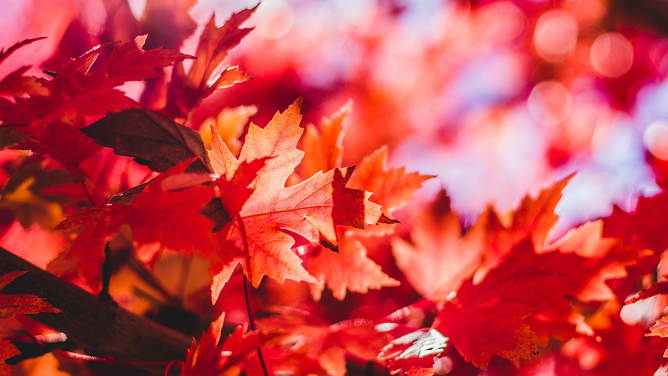 No, autumn leaves are not changing color later because of climate