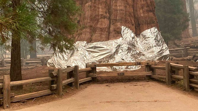 General Sherman Tree wrapped in foil 9/16/2021