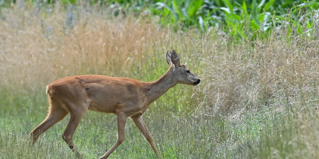 As daylight shrinks, US heads into peak deer collision season