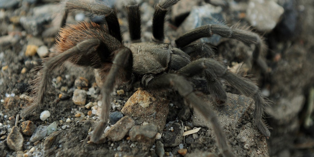 Just in time for Halloween: Tarantulas on the march | Fox Weather