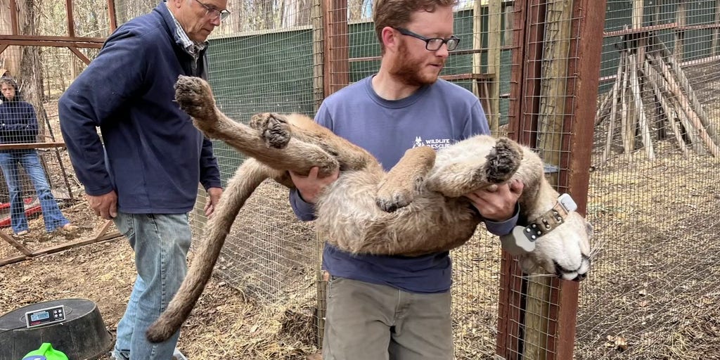 Drought, wildfires likely cause in mountain lion sighting uptick in