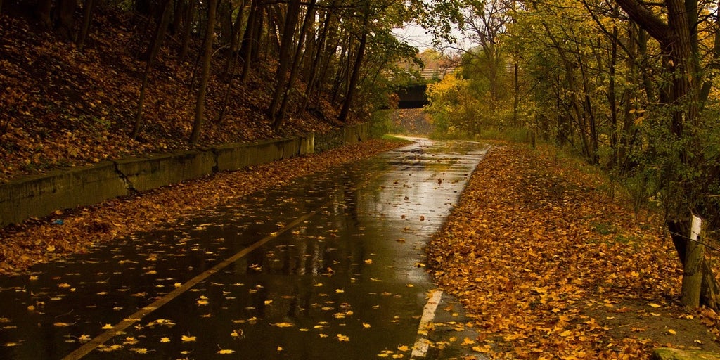 Driving on wet leaves is just as dangerous as driving on ice