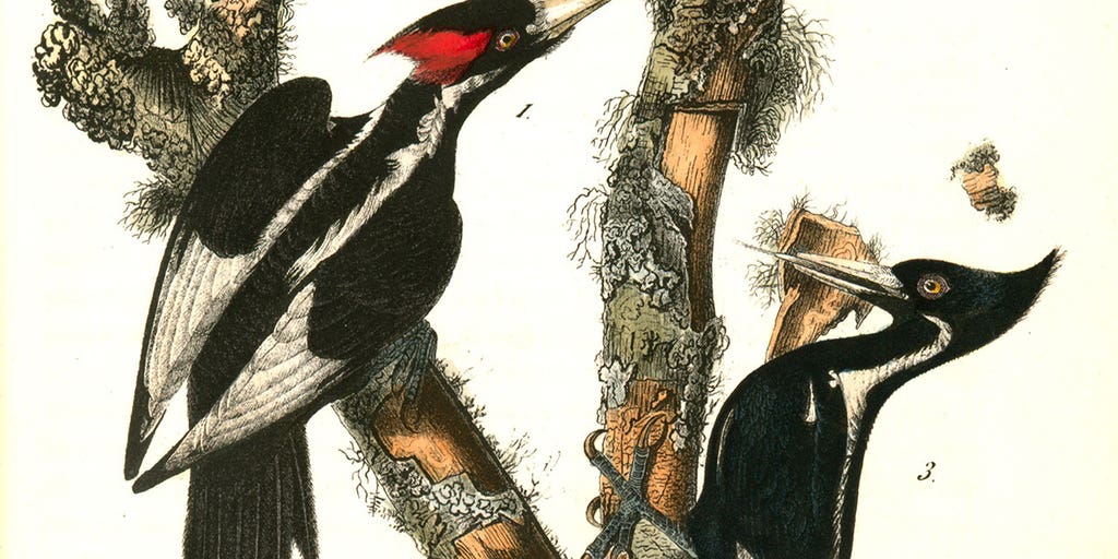 Americas Largest Woodpecker Declared Extinct 