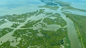 'It unravels from the bottom': Scientists work to save Louisiana's shrinking wetlands