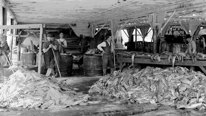 Men processing fish in Gloucester, MA c. 1910. Photograph by H. W. Spooner.