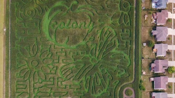 The Colony Pumpkin Patch features a new corn maze design every year. This year's design was inspired by an event titled "Blooms and Butterflies", hosted by the non-profit No Foot Too Small.