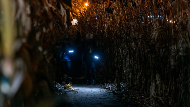 Visitors to the Colony Pumpkin Patch challenge themselves to the Flashlight Maze, a chance to explore the 10-acre corn maze in the dark.