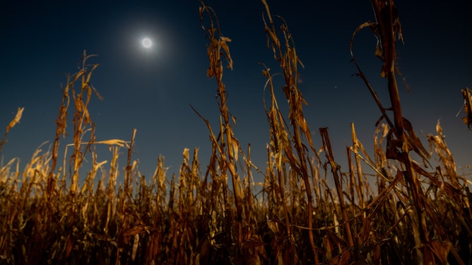 The moon shines high above the Colony Pumpkin Patch corn maze in North Liberty, Iowa.