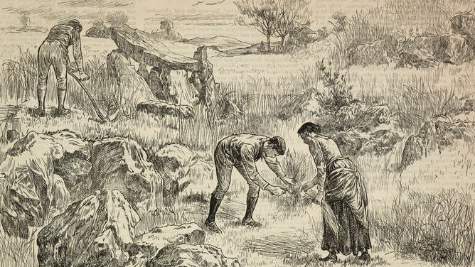 Saving the harvest in the Cahir mountains, Ireland in the 19th century.