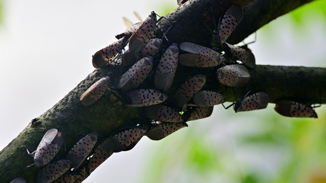 Spotted Lanternfly colonizes trees along a pathway on the banks of the Green Lane Reservoir, in Berks County, PA on September 16, 2018. A large number of Spotted lanternfly.