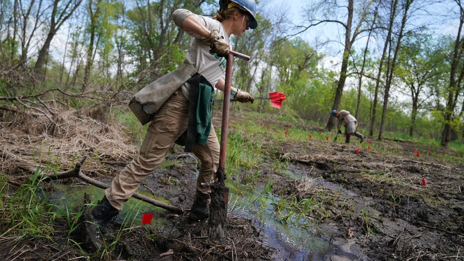 Conservation Corps volunteers planted hundreds of young trees Wednesday, May 22, 2019 in a Mississippi floodplain on national refuge land in southeast Minnesota. More frequent, severe flooding due to climate change is affecting critical bird habitat in the floodplain forests around the Mississippi River. It's becoming a real challenge to regenerate these forests after a flood because the seedlings and saplings are being killed and when the trees die and the shade cover grows, an aggressive nonnative invasive called Reed Canary Grass sets in and chokes everything out. Andrew Beebe, a forest ecologist with Audubon Minnesota, leads a million-effort to combat this: to kill the canary grass and plant trees in the Mississippi floodplains.