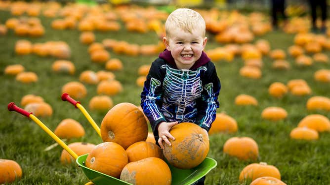 Boy dressed in a skeleton costume picking pumpkins in Belfast.