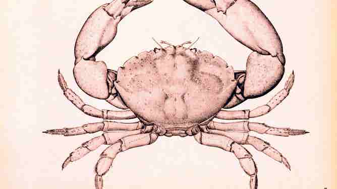 An illustration of a stone crab