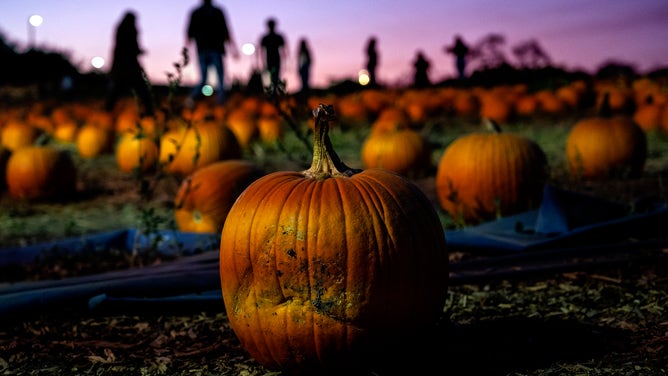 A pumpkin patch at sundown in Pomona, CA.