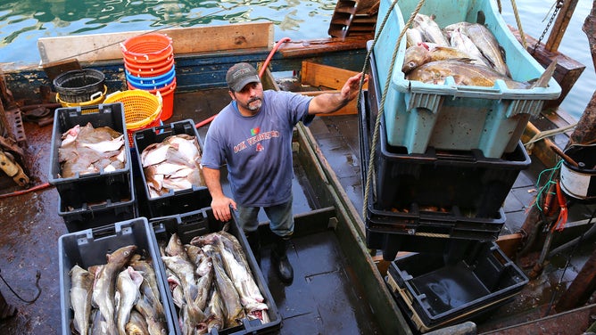 Fisherman of 30 years unloads cod from his boat.