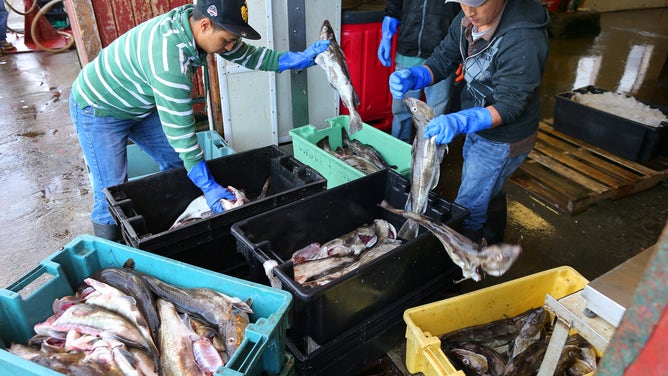 Fishermen unload cod from a boat and weigh them at the Gloucester fish pier.