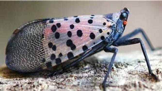 An adult spotted lanternfly with its wings closed.