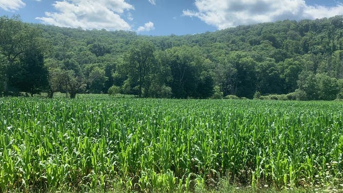 Corn Field