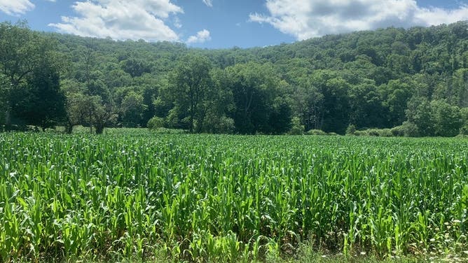 Corn Field