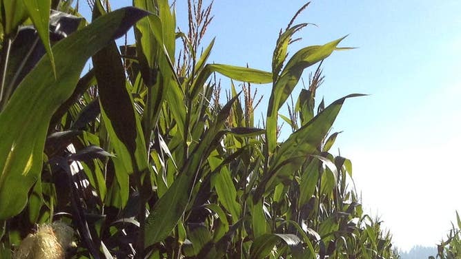 Corn Field