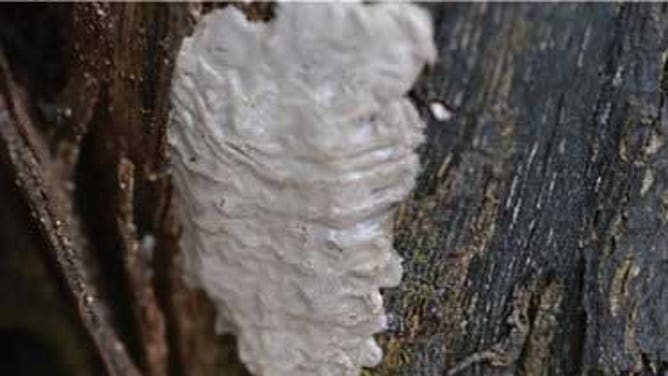A white silly-putty like substance on a tree