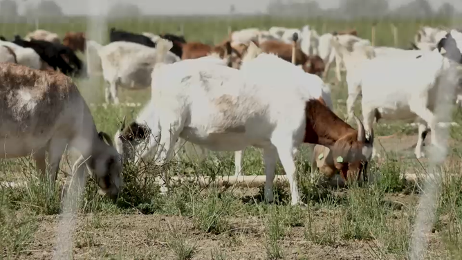 Goats grazing 9/2021