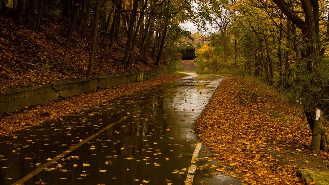 Driving on wet leaves is just as dangerous as driving on ice