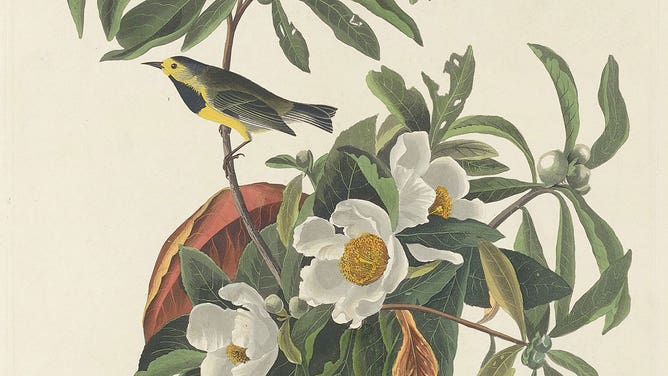 Bachman's warbler