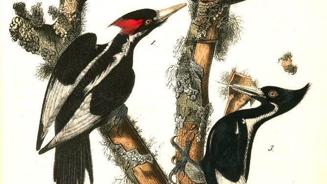 Ivory-billed woodpecker