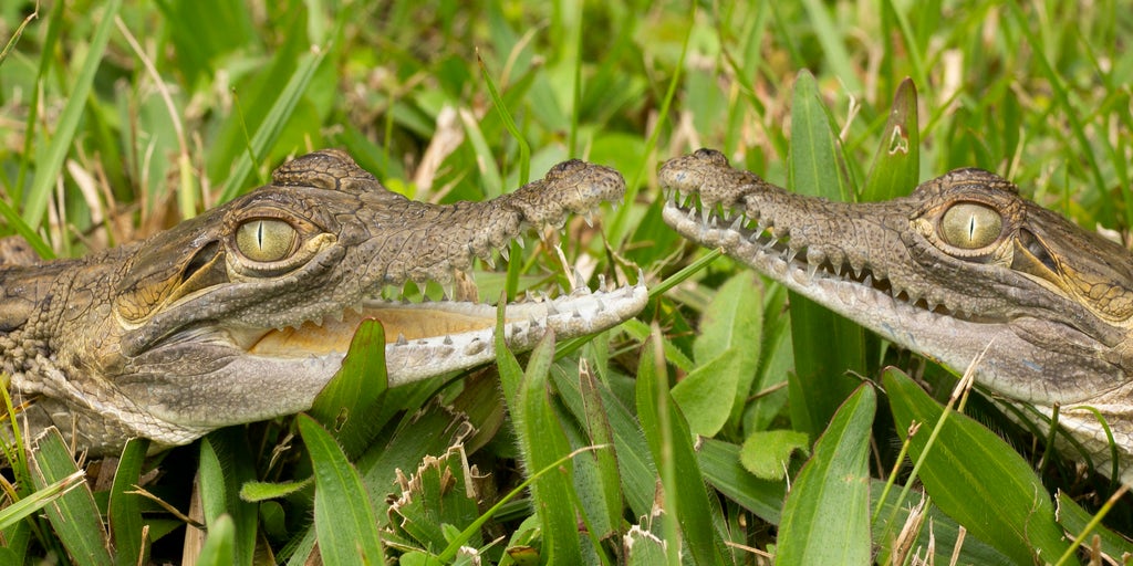 'Alligator Capital of the World' to help endangered crocs at Florida