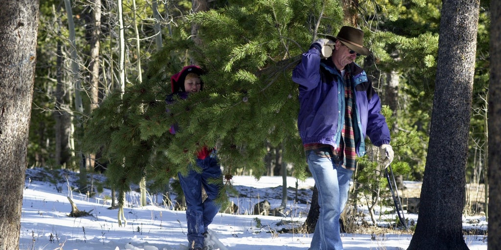 What you need to know if you plan to cut down your own Christmas tree