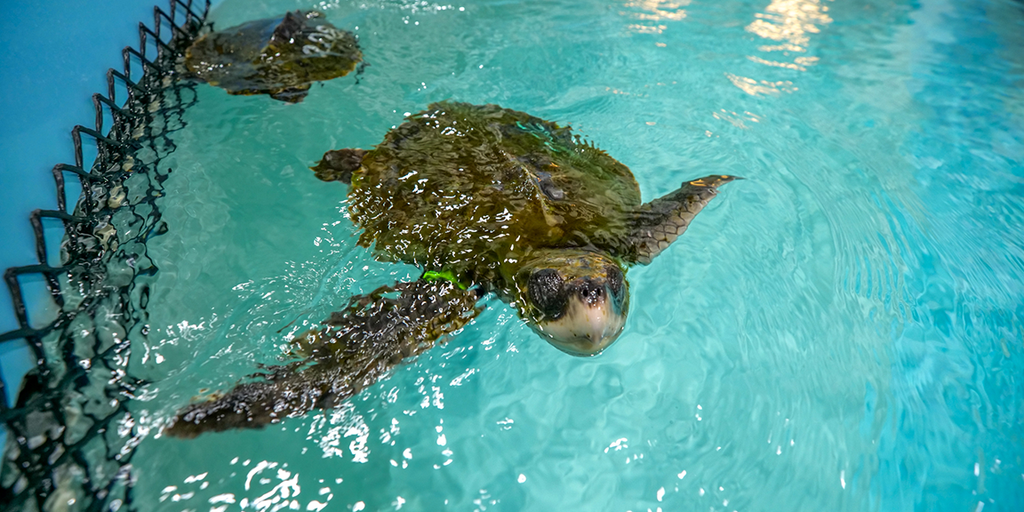 The race is on to save hypothermic sea turtles stranded in Cape Cod Bay ...