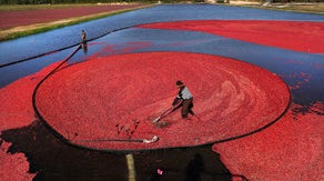 Can artificial intelligence help improve cranberry production?