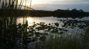 Human interaction slowly chokes ecosystem of essential Florida Everglades