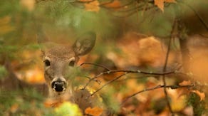 Why deer hunting season happens in the fall