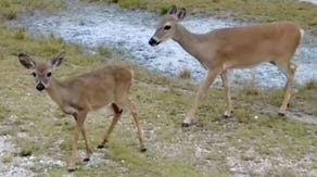 Climate change adds another challenge to Key deer’s fight for survival