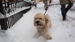 7 ways to protect your pets during the winter