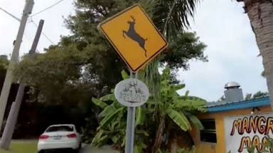 New Jersey drivers warned as deer mating season sends wildlife darting across busy roads