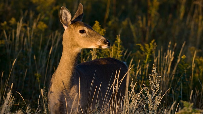 A female deer, or doe, in sunset light.