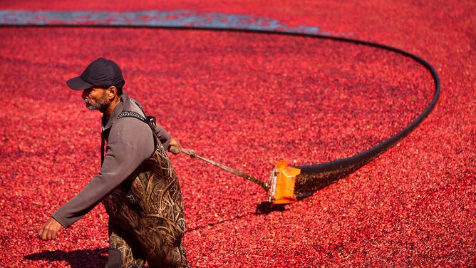 A worker wades through a Massachusetts cranberry bog to wrangle the floating fruit.